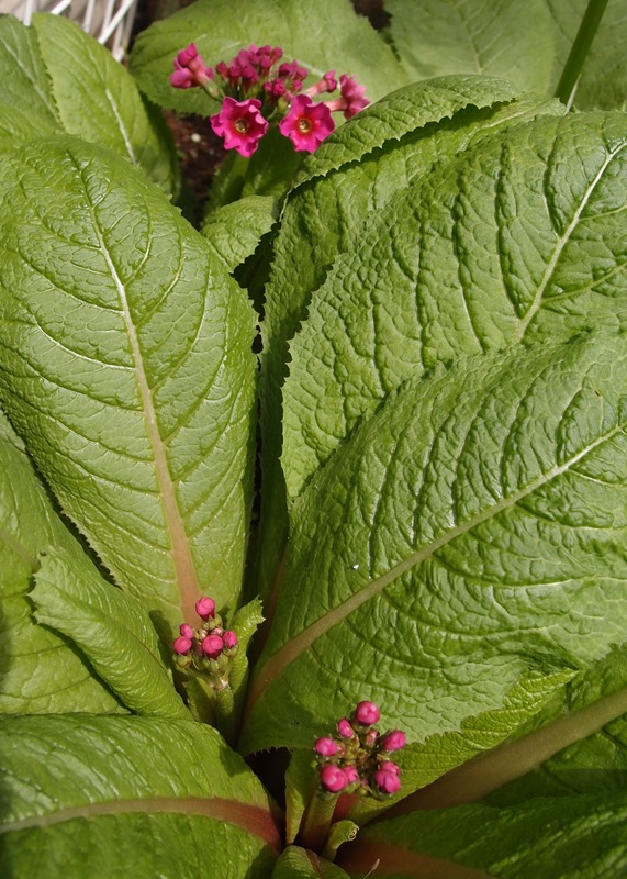 e0018604_16251791.jpg