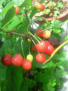 a0155907_2363623.jpg