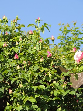 f0150620_813273.jpg