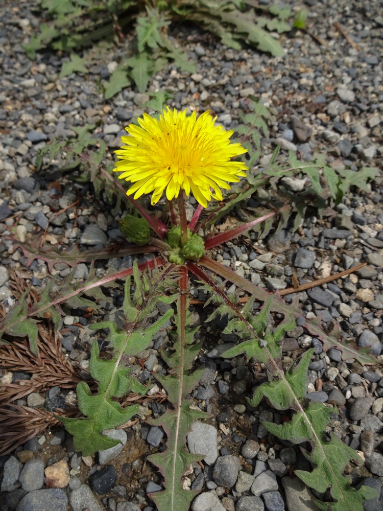 c0111229_18253269.jpg