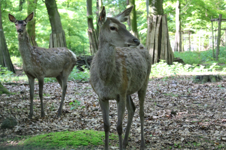 c0153740_17492939.jpg