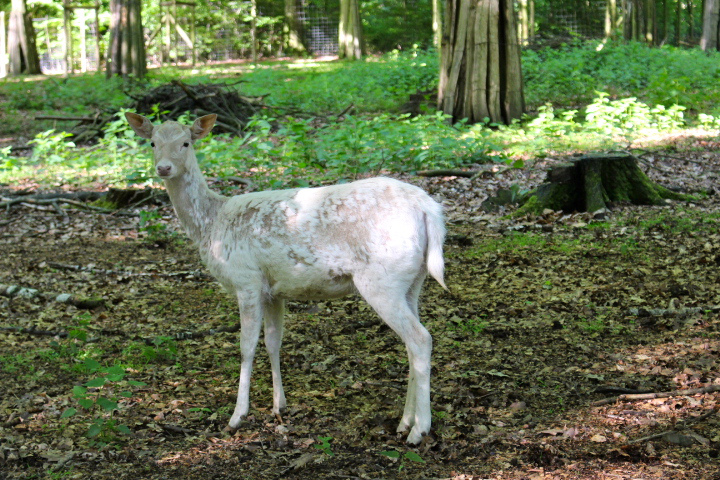 c0153740_1749467.jpg