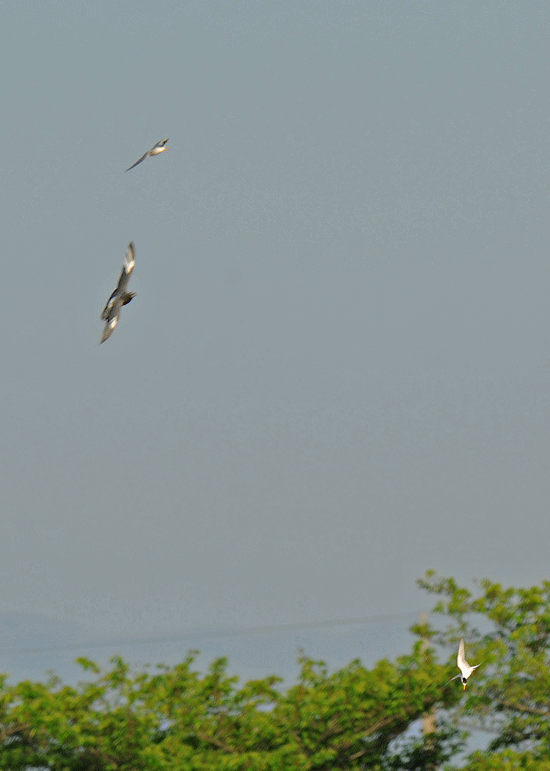 d0290240_13575470.gif