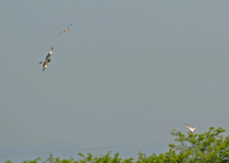 d0290240_13581091.gif