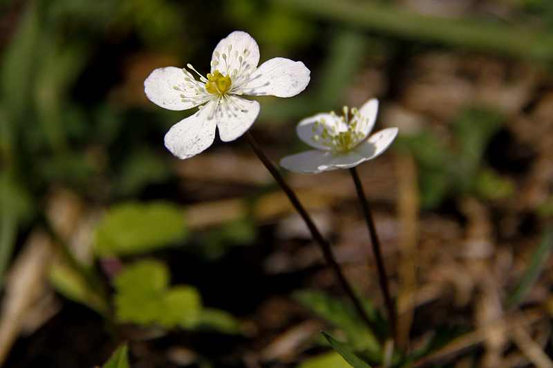 b0016545_8141455.jpg