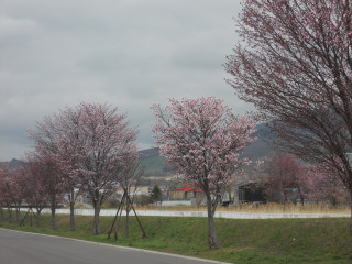 e0148889_158185.jpg
