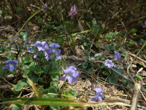 e0271890_21473242.png
