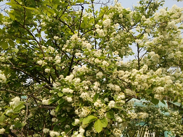 c0152507_432989.jpg