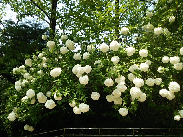 c0152507_443719.jpg