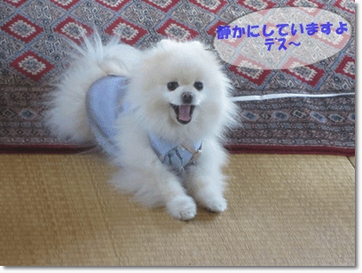 b0167519_22285253.gif