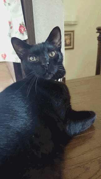 c0136736_17464151.gif