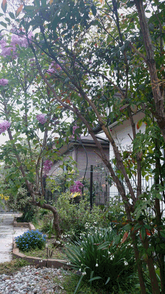 c0136736_1749079.gif