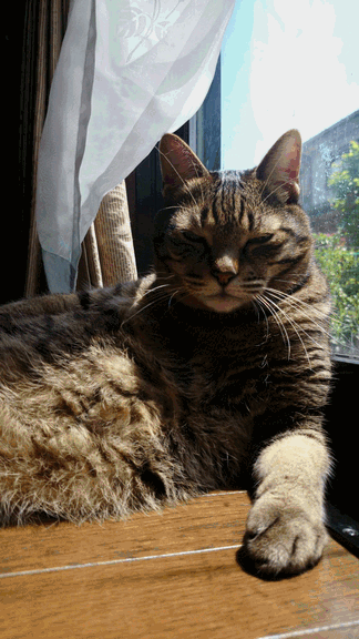 c0136736_1750182.gif