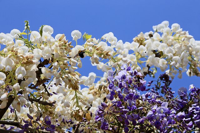 a0242438_18181218.jpg