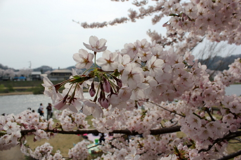 b0165088_1544797.jpg