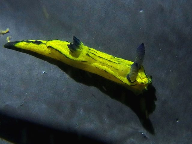 d0175710_19352471.jpg
