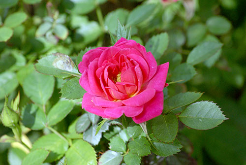 c0184125_21285360.jpg