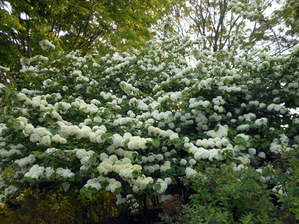 e0071225_25937100.jpg