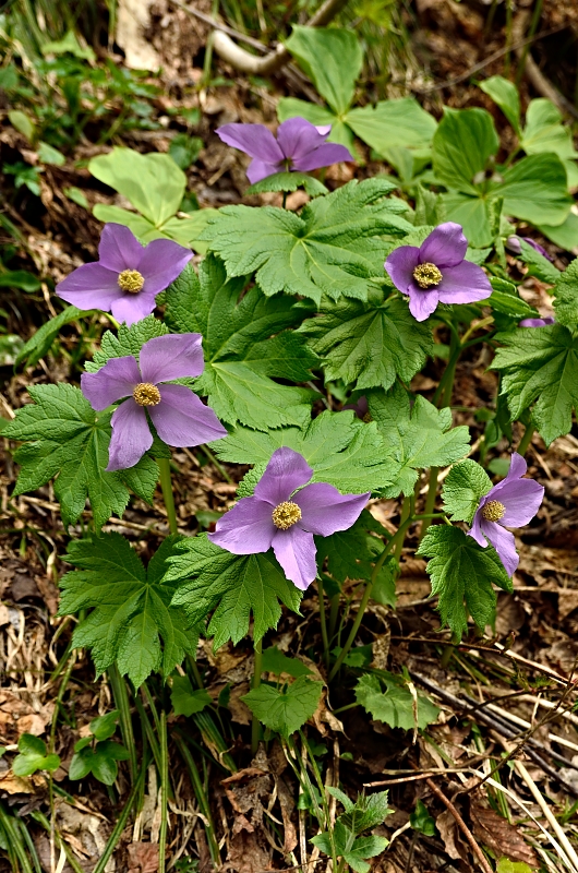b0236334_955324.jpg