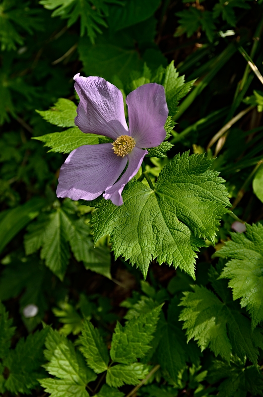 b0236334_955406.jpg
