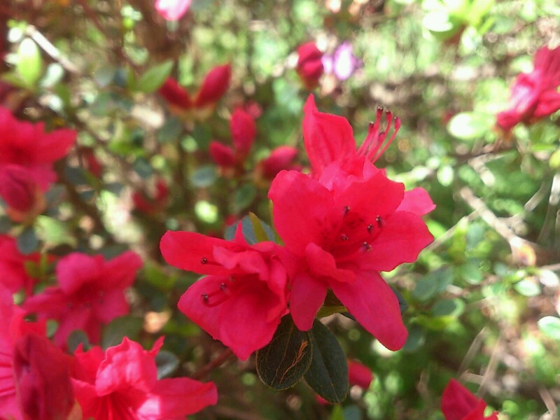c0295742_1241699.jpg