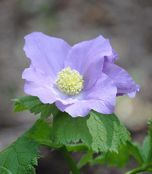 a0001354_22132497.gif