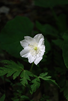 a0133886_17185956.jpg