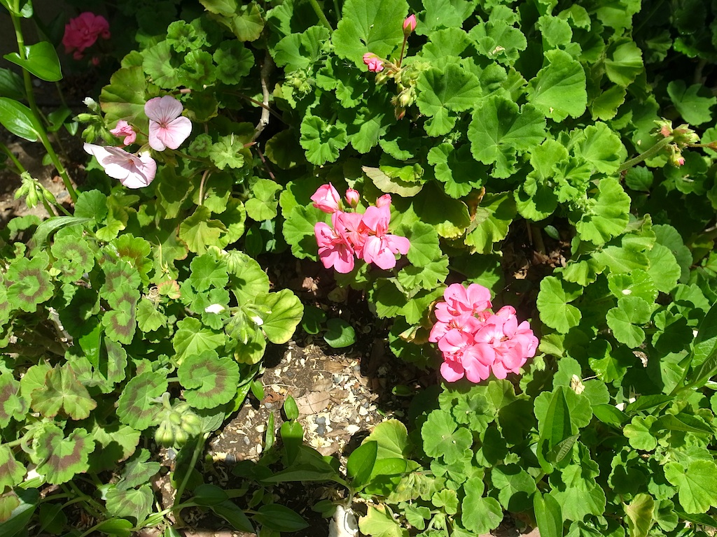 f0108399_10504645.jpg