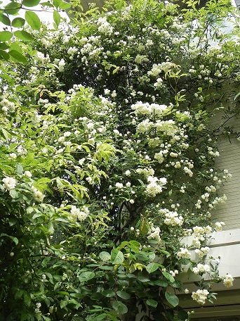 c0152002_11252483.jpg