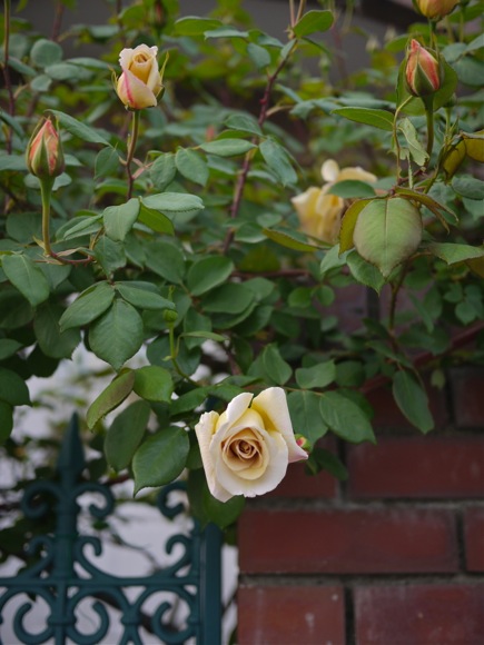 e0163202_19324362.jpg