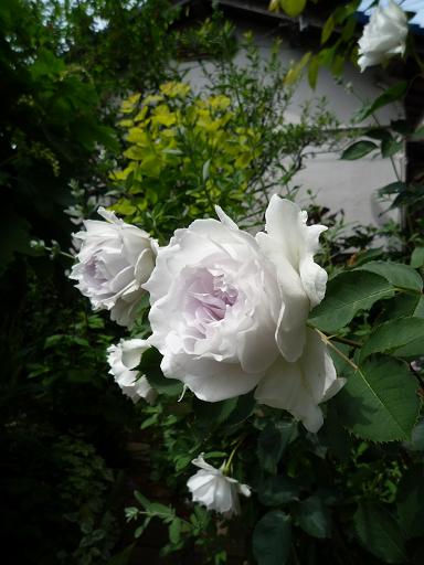 e0234004_21414632.jpg