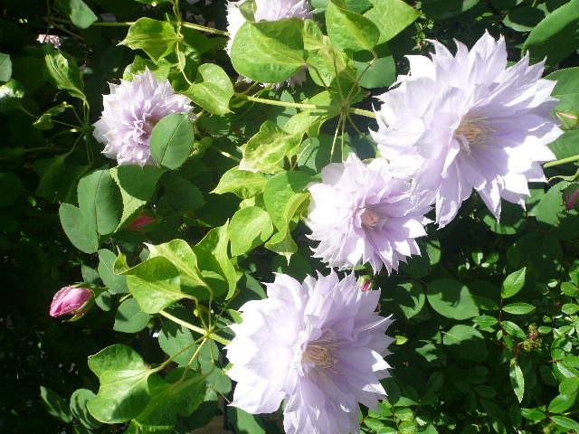 e0026017_11405356.jpg