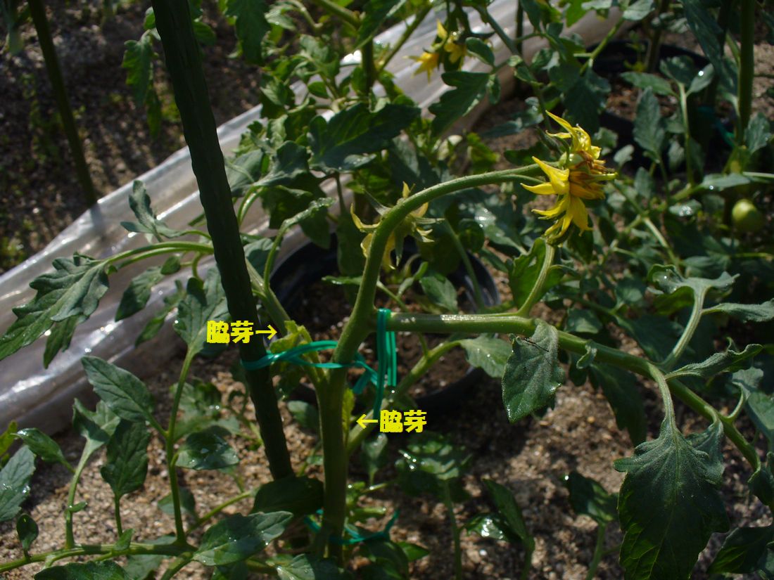 f0275632_22352695.jpg