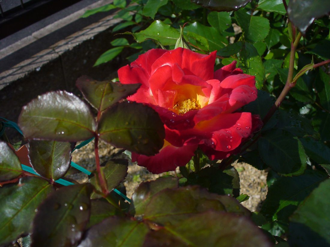 f0275632_22382112.jpg