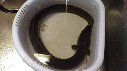c0300035_1614979.jpg