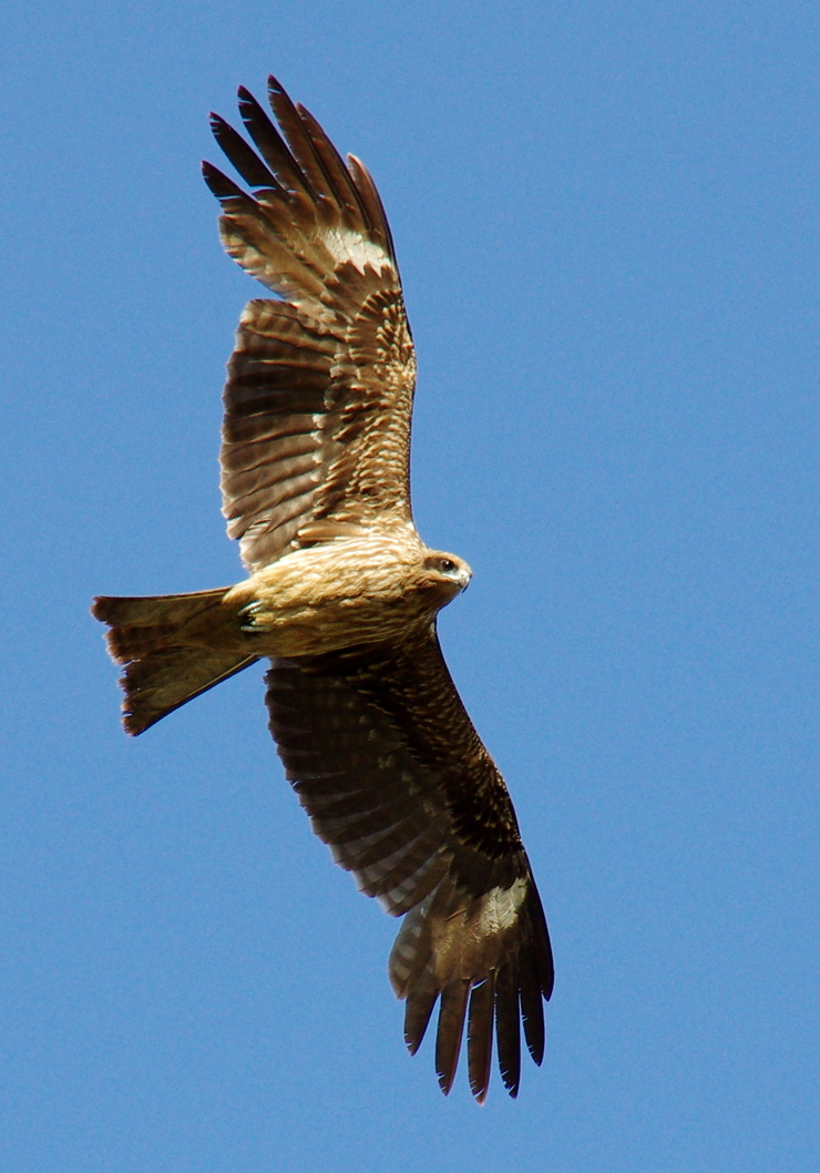 b0242140_9551570.jpg