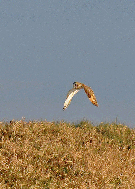 d0290240_08223362.gif