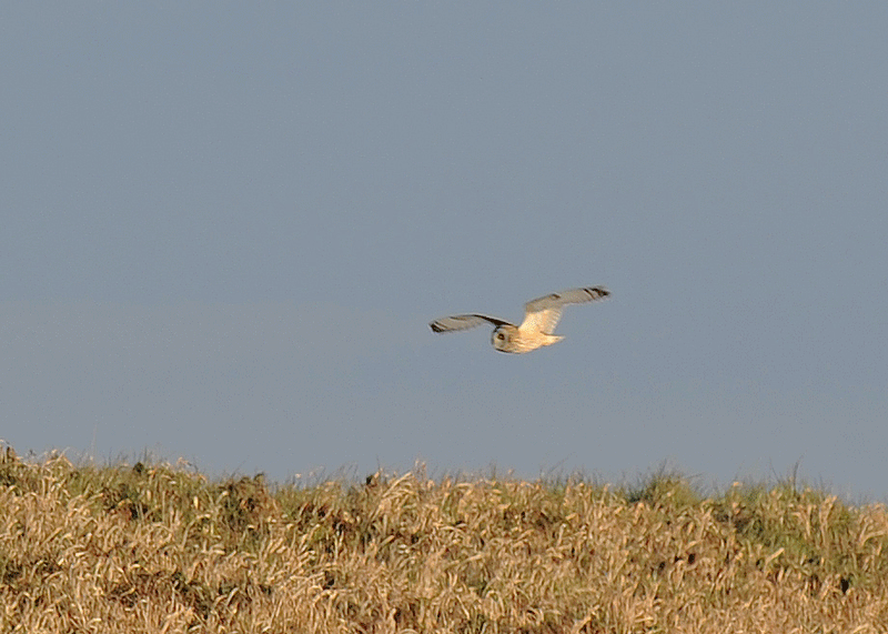 d0290240_08225371.gif