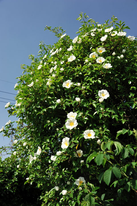 b0075541_18241855.jpg