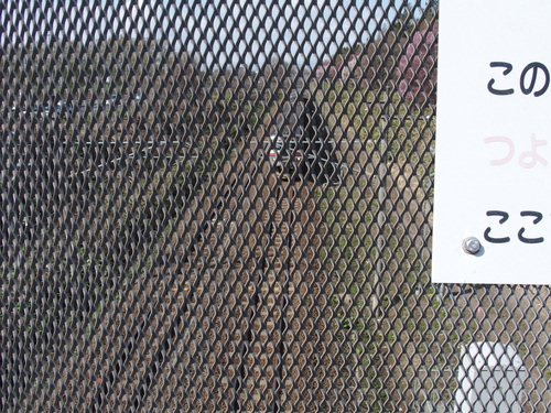 f0027355_1551572.jpg