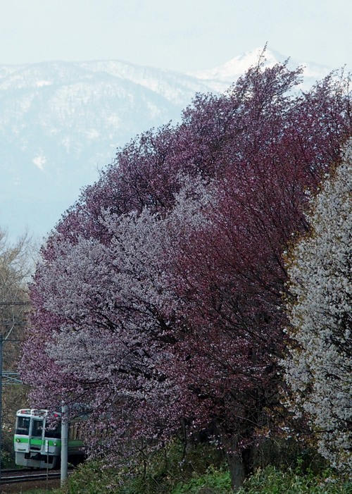 f0027355_16192639.jpg