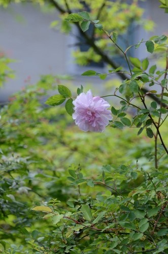 c0186463_026585.jpg