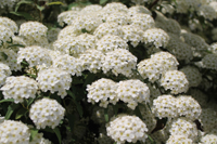 c0117570_1334038.jpg