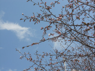 e0148889_10413221.jpg