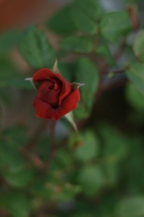 e0056414_20502110.jpg