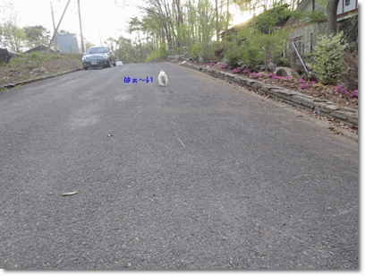 b0167519_20442424.gif