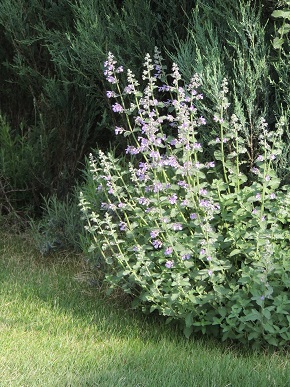 f0150620_734208.jpg