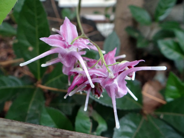 d0037233_10102917.jpg