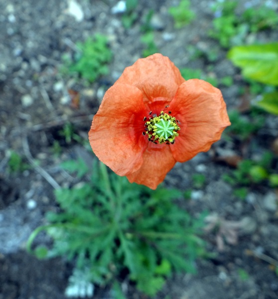 d0037233_10181117.jpg