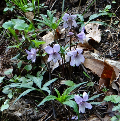 d0037233_1084250.jpg